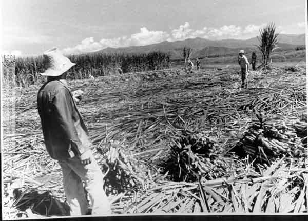 Corteros de caña en huelga, 2008